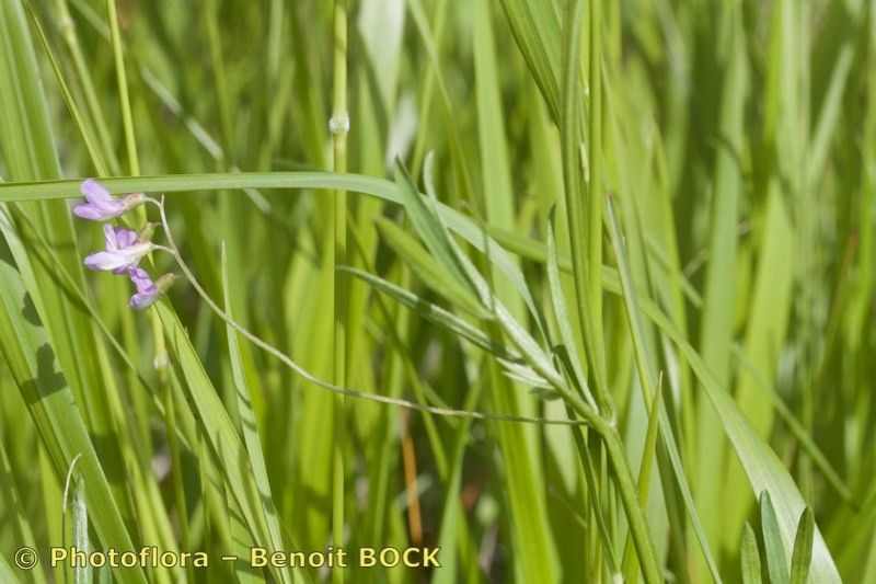 Taken Aug 15, 2016 by Photoflora - Benoit BOCK (©)