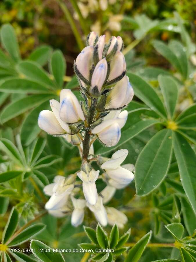Lupinus albus L. (World flora) - Pl@ntNet identify Lupinus albus L. (World flora) - Pl@ntNet identify