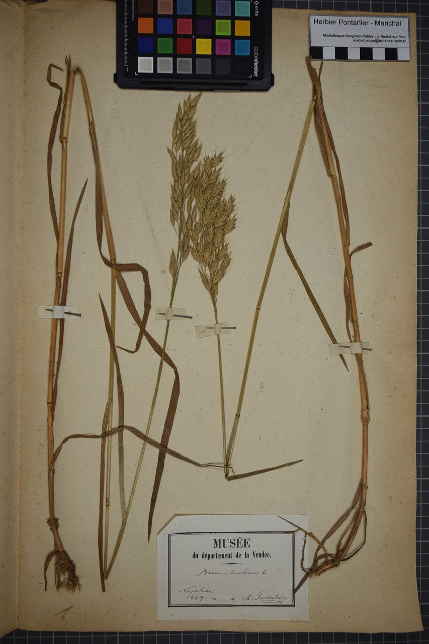 Taken Dec 31, 1848 by Tela Botanica − Herbier PONTARLIER-MARICHAL (cc-by-sa)