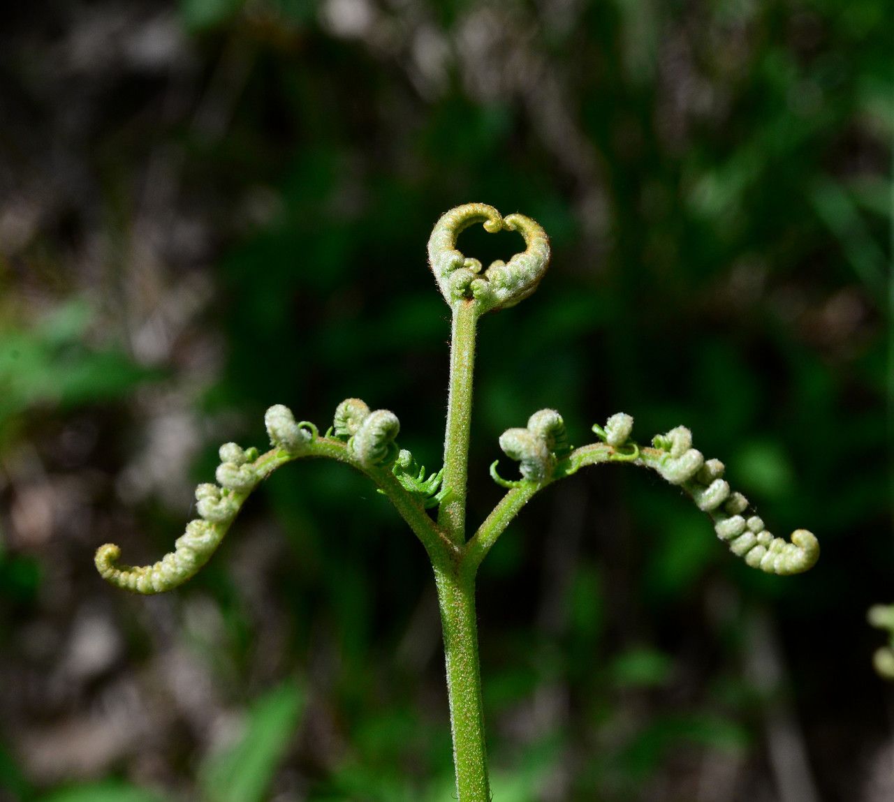 Taken May 11, 2018 by Tela Botanica − Michel PANSIOT (cc-by-sa)