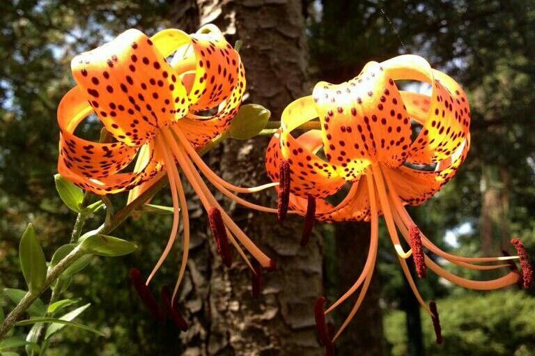 Lilium lancifolium Thunb., Lirio de tigre (Flora mundial) - Pl@ntNet  identify