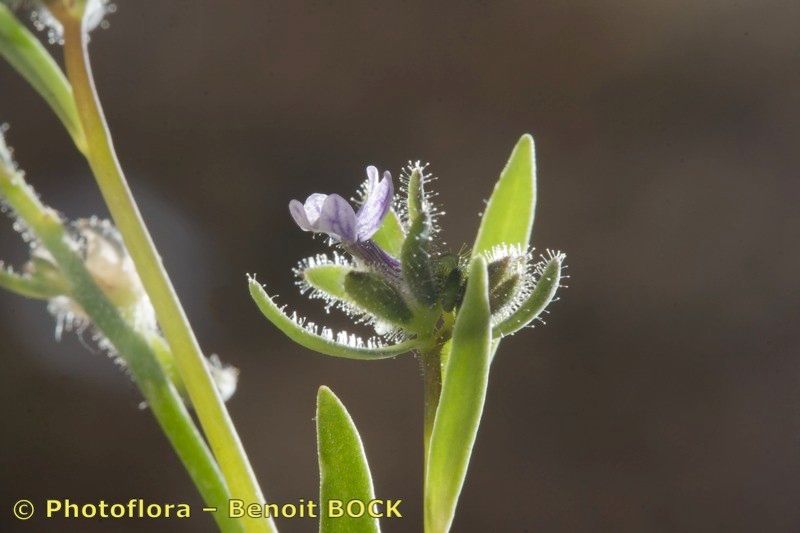 Taken Apr 15, 2009 by Photoflora - Benoit BOCK (©)