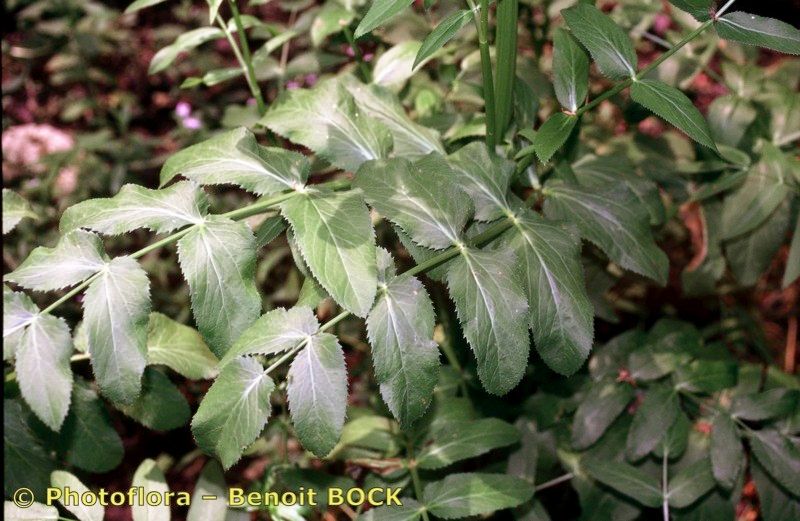 Taken Jul 15, 1996 by Photoflora - Benoit BOCK (©)