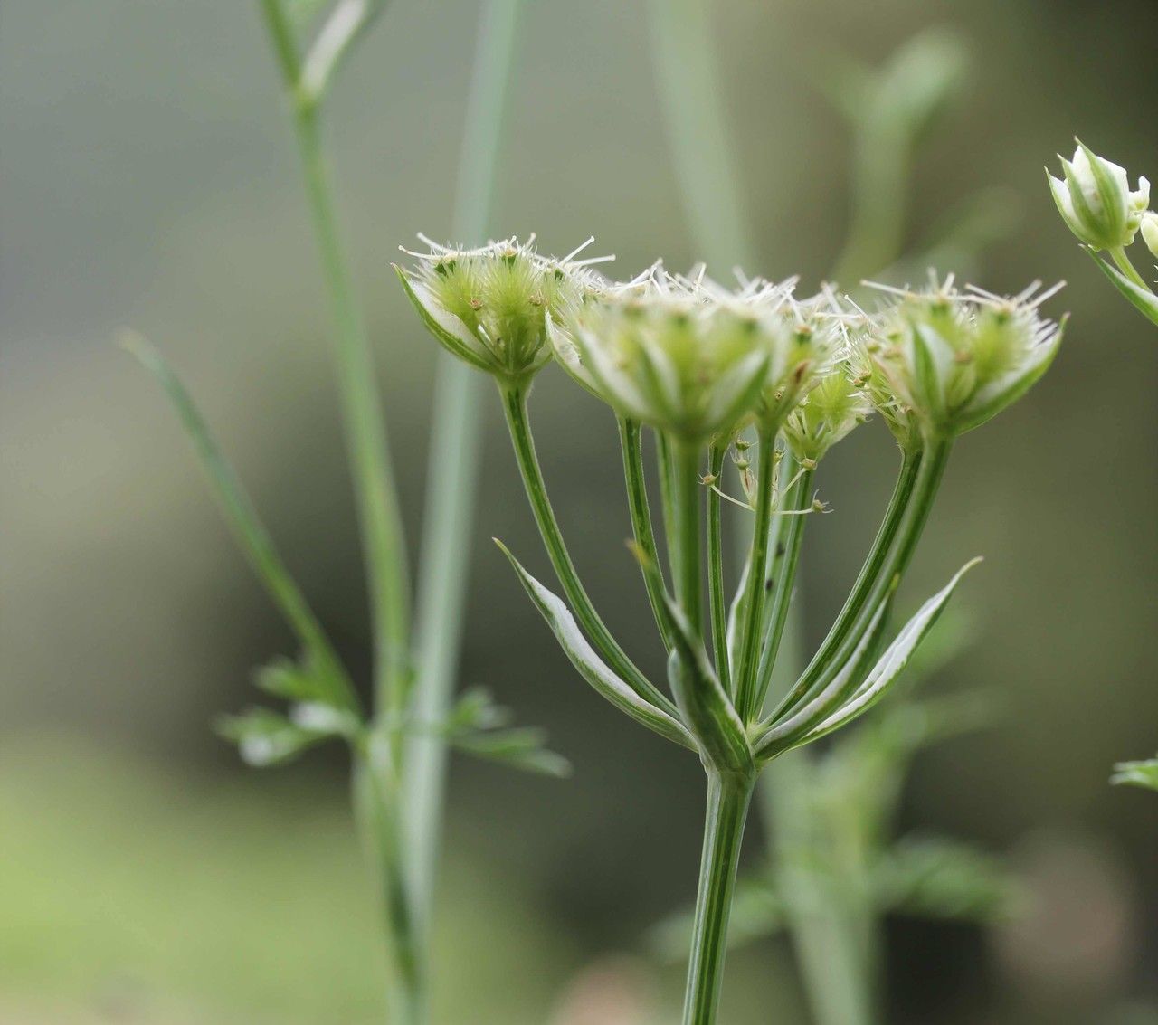 Taken Jun 11, 2012 by Tela Botanica − Marie Therese GOUPIL (cc-by-sa)