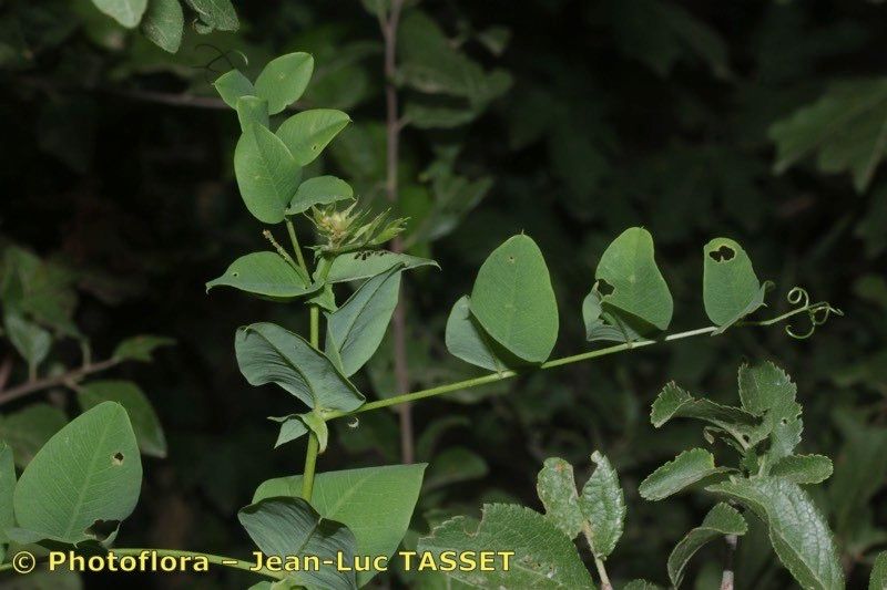 Taken Aug 15, 2014 by Photoflora - Jean-Luc TASSET (©)