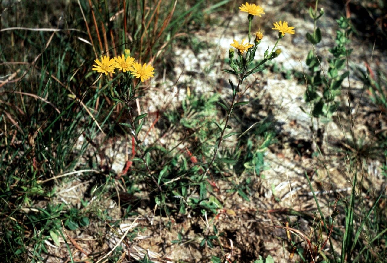 Taken Jan 1, 1900 by EOL − WVU Herbarium (cc-by-nc-sa)