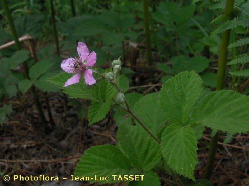 Taken Aug 15, 2004 by Photoflora - Jean-Luc TASSET (©)