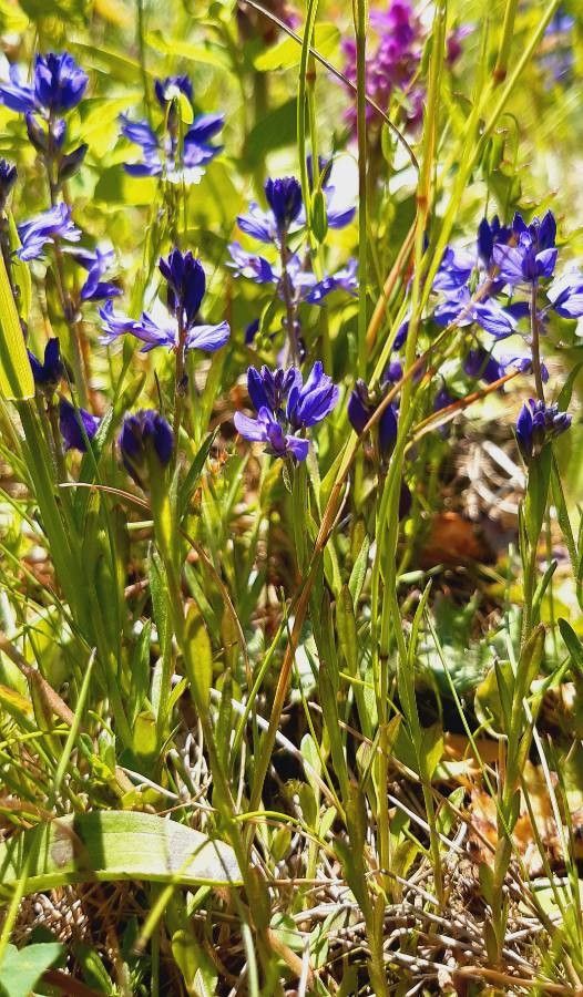 Heath milkwort