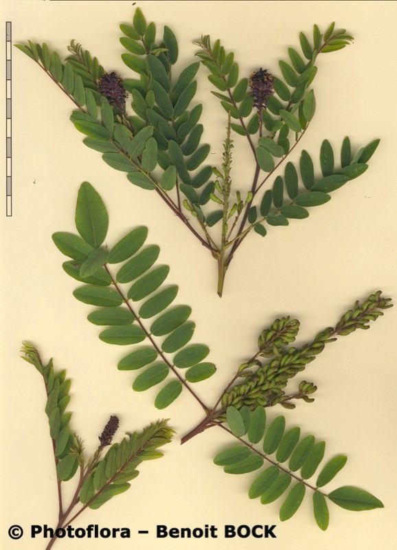 Plant Image 1