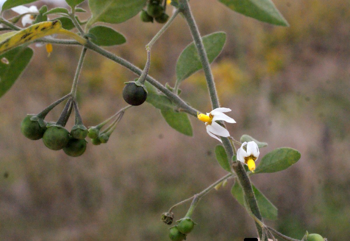 Taken Oct 24, 2015 by Tela Botanica − Liliane ROUBAUDI (cc-by-sa)