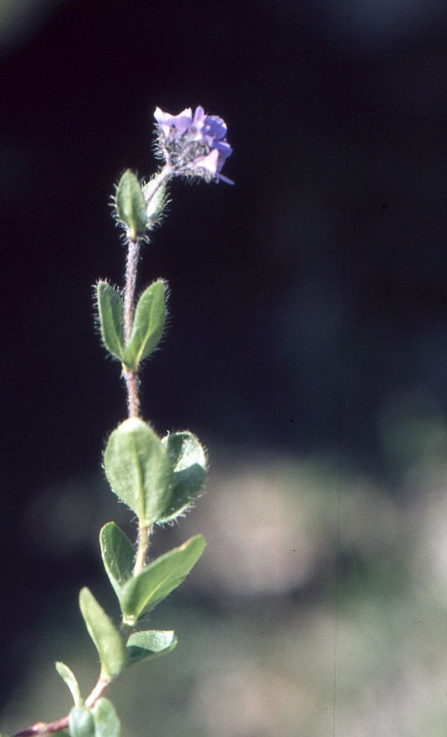 Taken Jul 8, 2000 by Tela Botanica − Liliane Roubaudi (cc-by-sa)