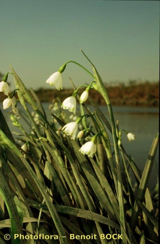 Taken Apr 15, 2002 by Photoflora - Benoit BOCK (©)