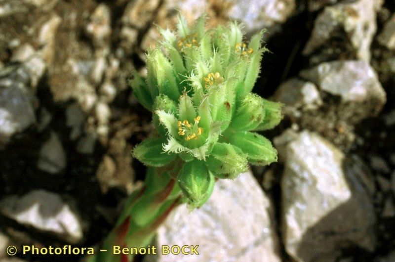 Taken Jul 15, 1999 by Photoflora - Benoit BOCK (©)