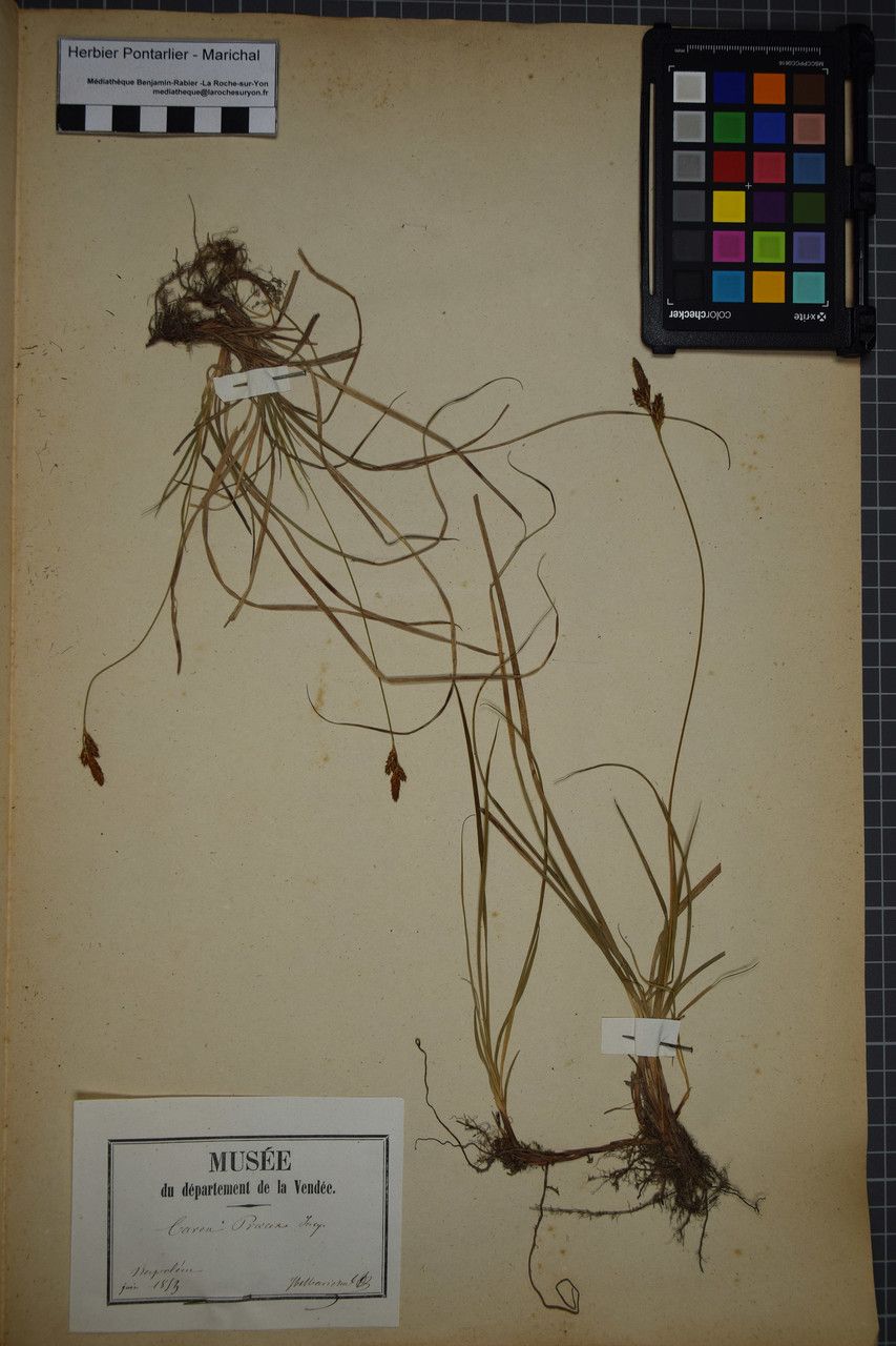 Taken May 31, 1853 by Tela Botanica − Herbier PONTARLIER-MARICHAL (cc-by-sa)