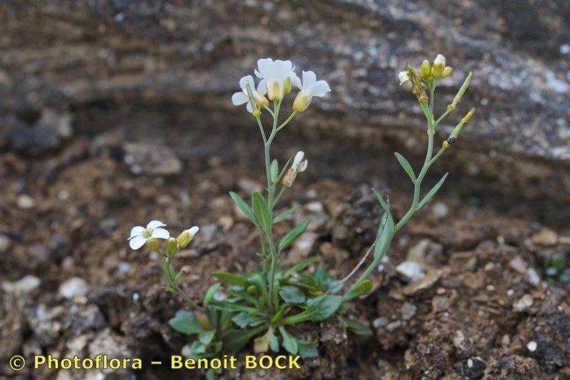 Taken Jul 15, 2015 by Photoflora - Benoit BOCK (©)