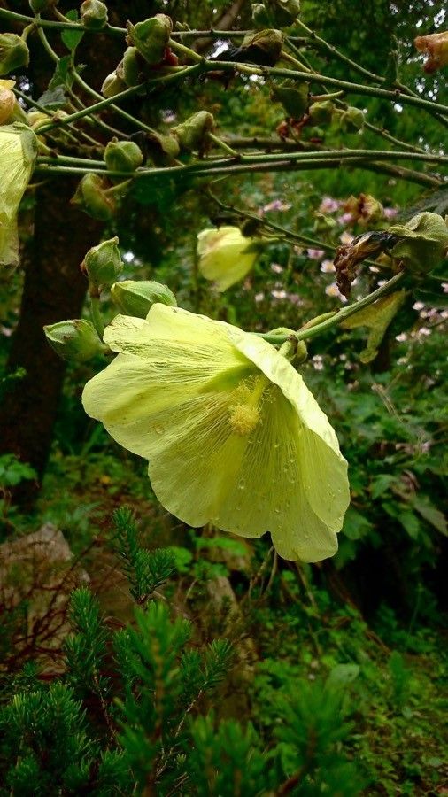 Alcea rosea L., Malva real (Flora mundial) - Pl@ntNet identify