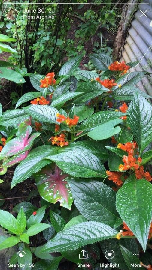 Chrysothemis pulchella (Donn ex Sims) Decne., Begonia Negra (Flora mundial)  - Pl@ntNet identify