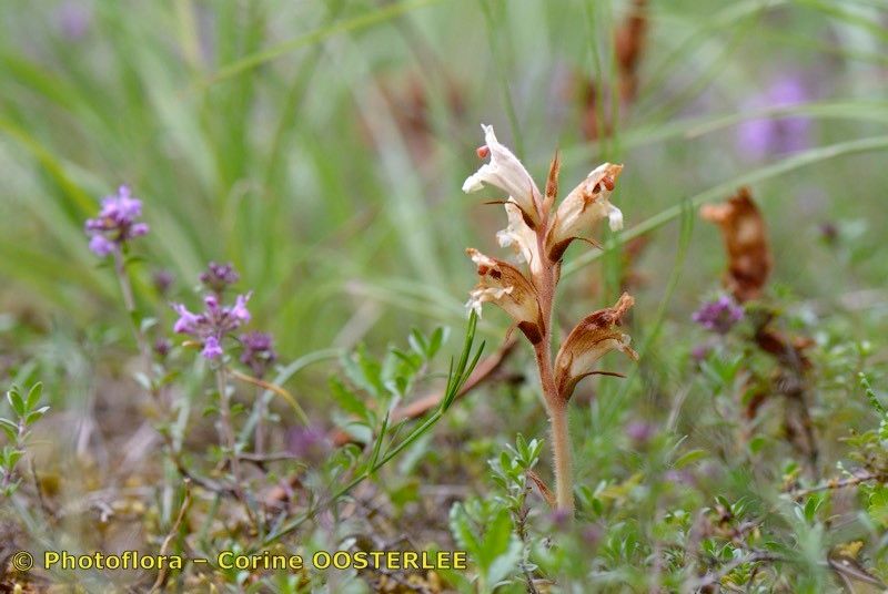 Taken May 15, 2015 by Photoflora - Corine OOSTERLEE (©)