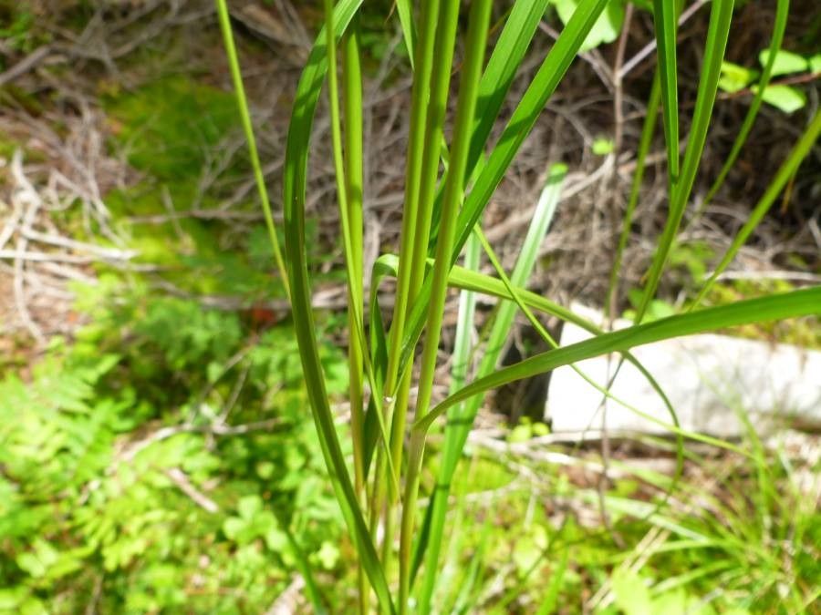 Plant Image 3