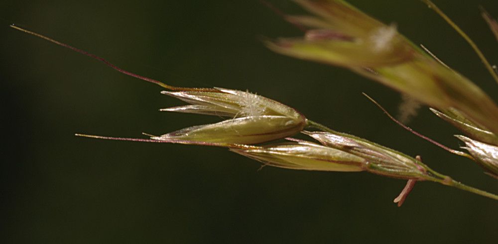 Taken Jun 11, 2013 by Tela Botanica − Jame LAGARRIGUE (cc-by-sa)