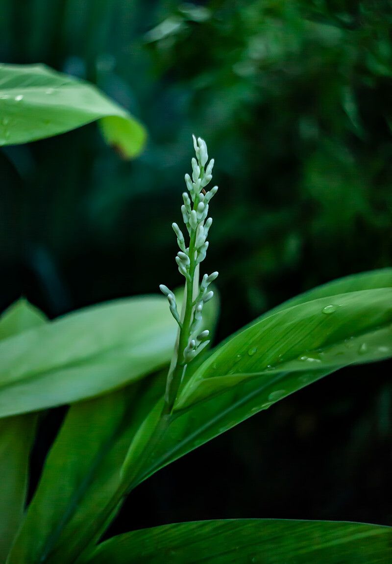 Alpinia galanga (L.) Willd., Plants of the World Online