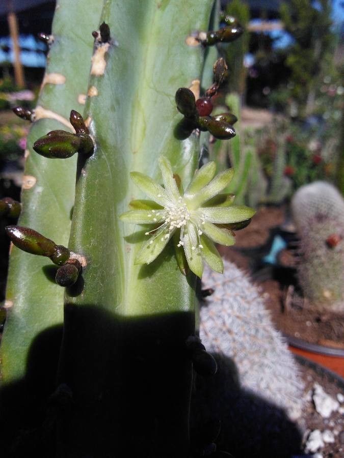 Myrtillocactus geometrizans (Mart. ex Pfeiff.) Console, Garambullo (Flora  mundial) - Pl@ntNet identify