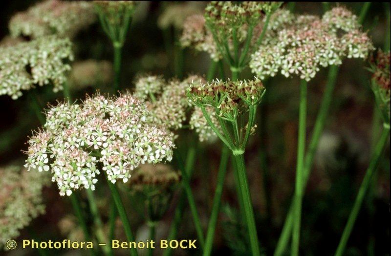 Taken Jul 15, 2003 by Photoflora - Benoit BOCK (©)