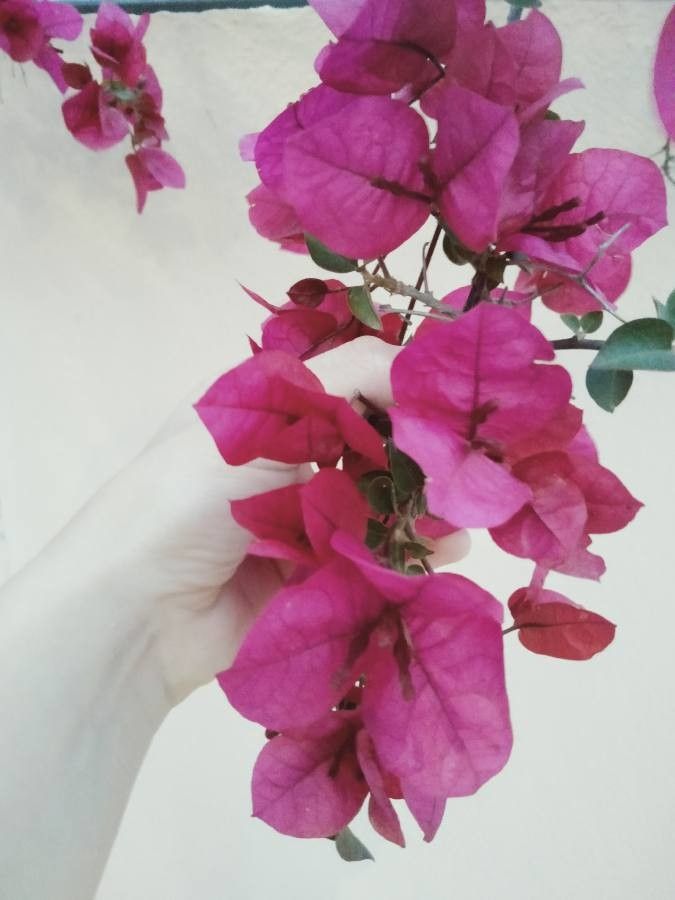 観察 Bougainvillea Spectabilis Willd Hernandez Mar 21年5月7日 外来種 Pl Ntnet Identify