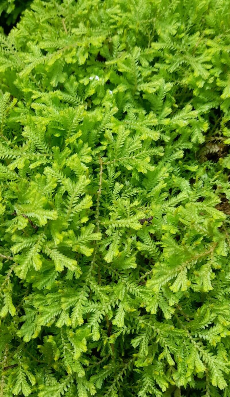 Selaginella kraussiana - Green Spikemoss