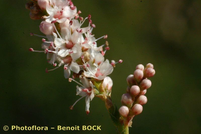 Taken Oct 15, 2005 by Photoflora - Benoit BOCK (©)