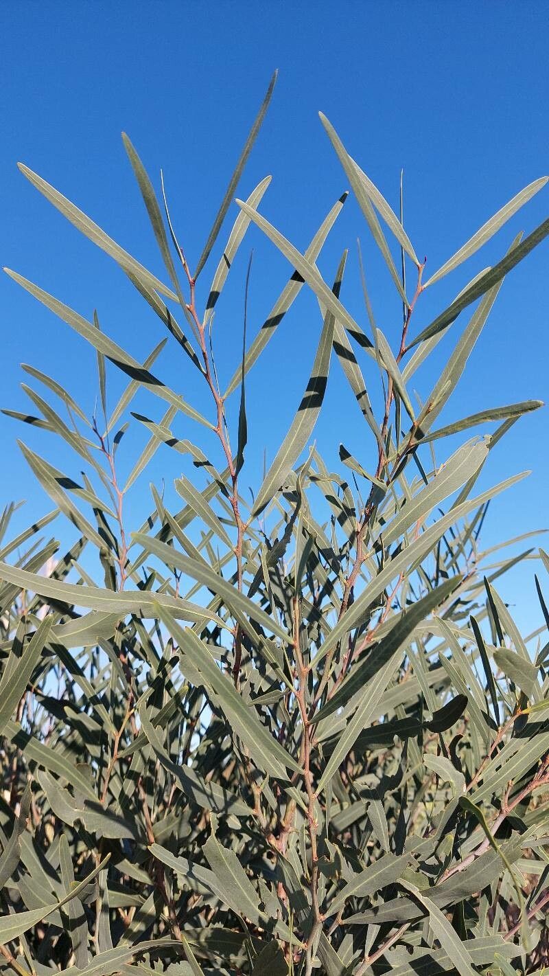 acacia retinodes