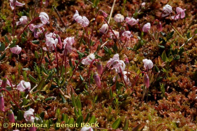 Taken Aug 15, 2010 by Photoflora - Benoit BOCK (©)