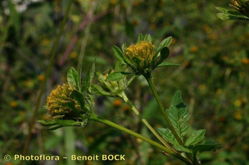 Taken Sep 15, 2004 by Photoflora - Benoit BOCK (©)