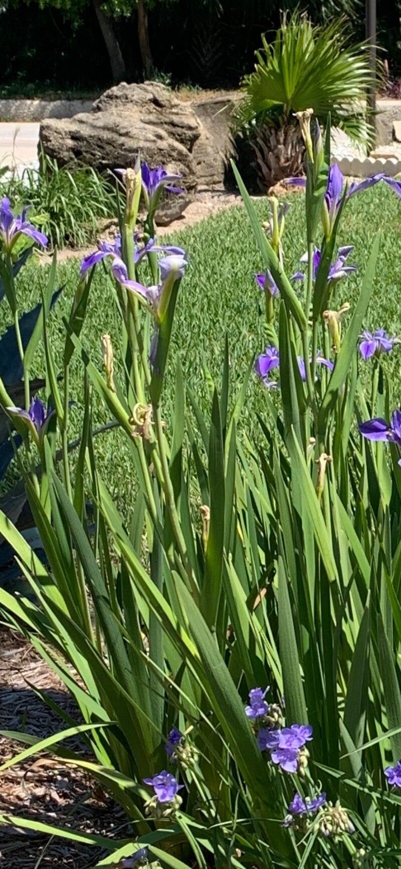 Iris giganticaerulea Small, Giant blue iris (World flora) - Pl@ntNet ...