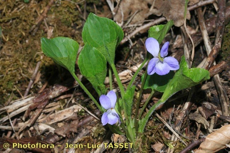 Taken Apr 15, 2010 by Photoflora - Jean-Luc TASSET (©)