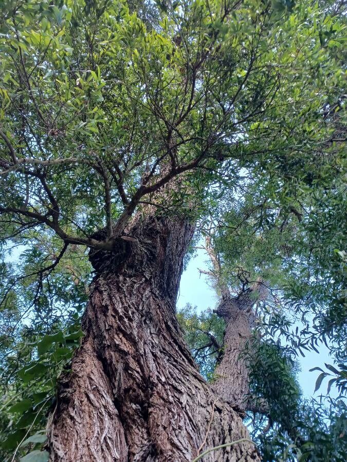 Australian blackwood