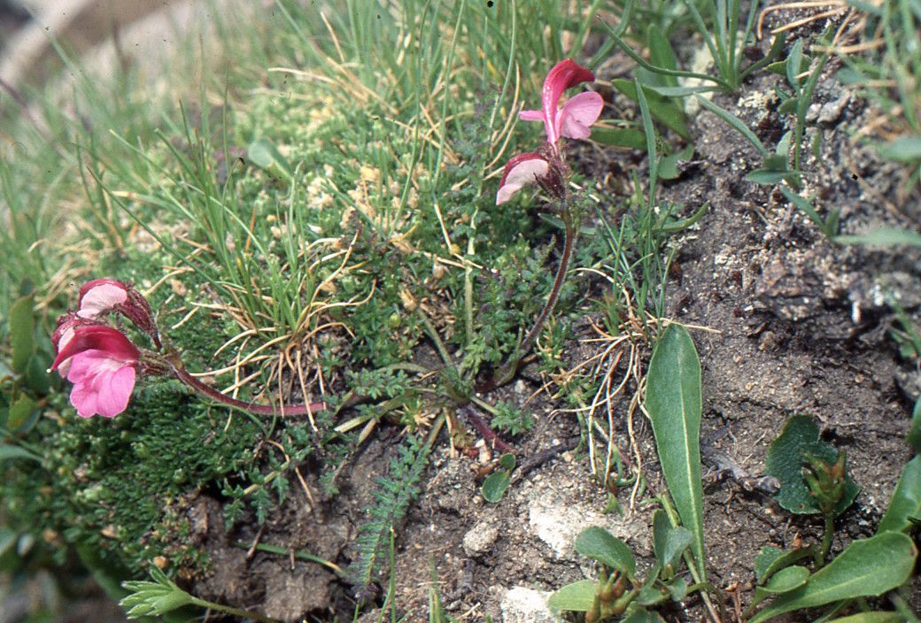 Taken Jun 28, 2003 by Tela Botanica − Liliane ROUBAUDI (cc-by-sa)