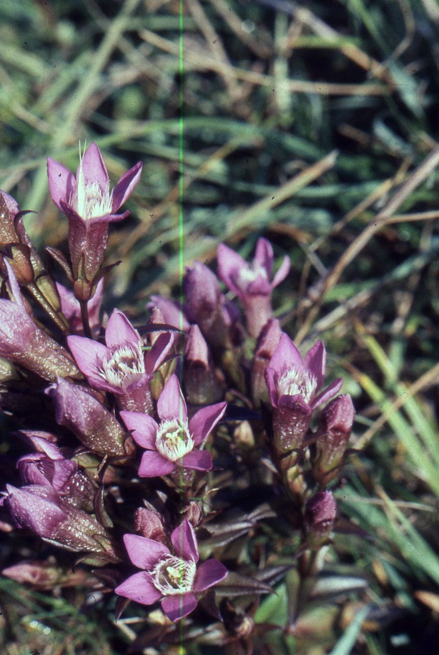 Taken Oct 2, 1996 by Tela Botanica − Liliane ROUBAUDI (cc-by-sa)