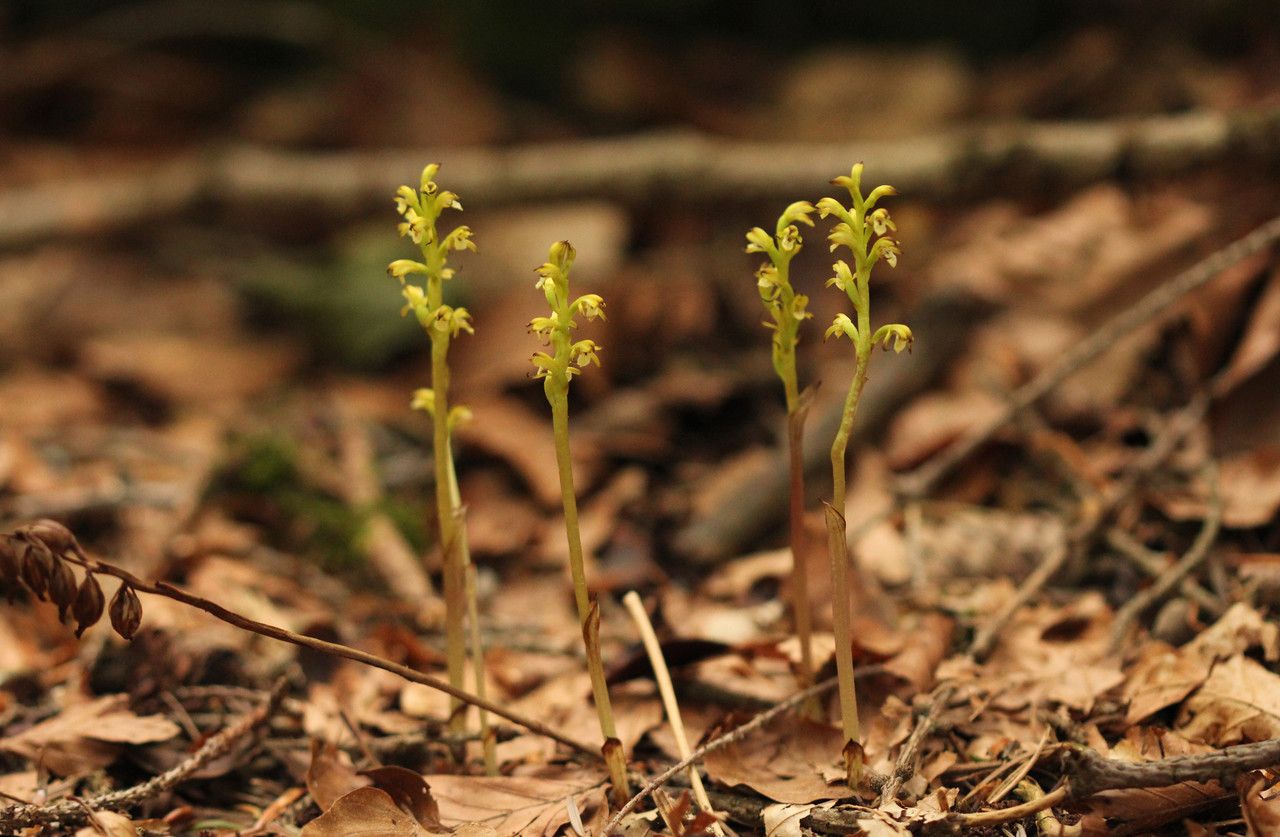 Taken Jun 9, 2014 by Tela Botanica − John DE VOS (cc-by-sa)