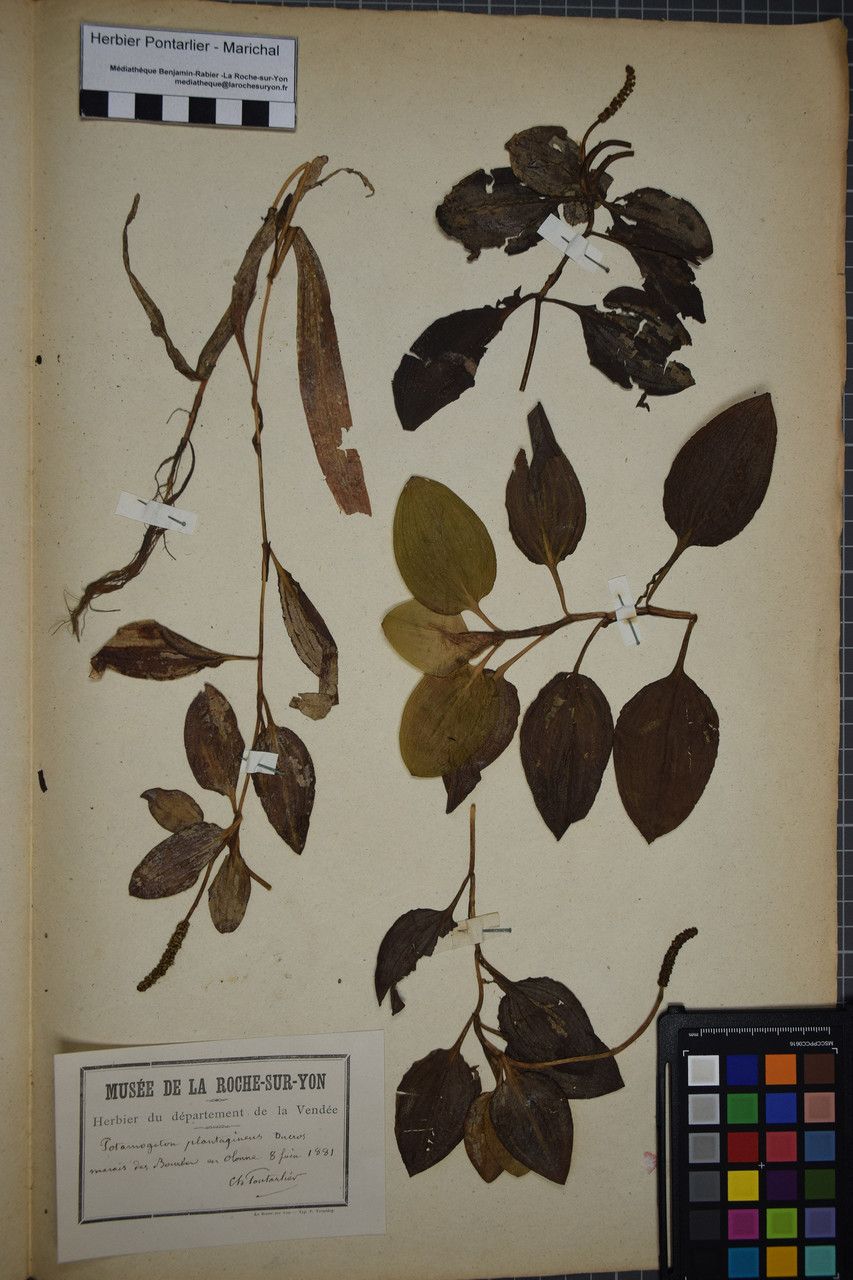 Taken Jun 7, 1881 by Tela Botanica − Herbier PONTARLIER-MARICHAL (cc-by-sa)