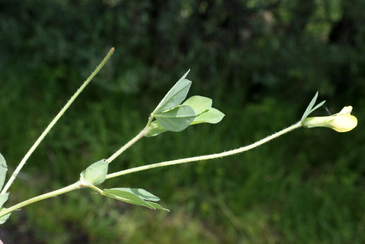 Taken Jul 6, 2014 by Tela Botanica − Liliane Roubaudi (cc-by-sa)