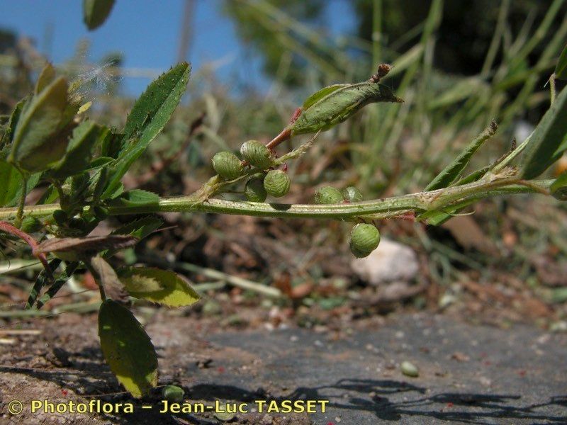 Taken Apr 15, 2004 by Photoflora - Jean-Luc TASSET (©)