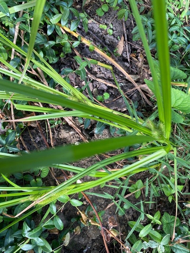 Plant Image 2