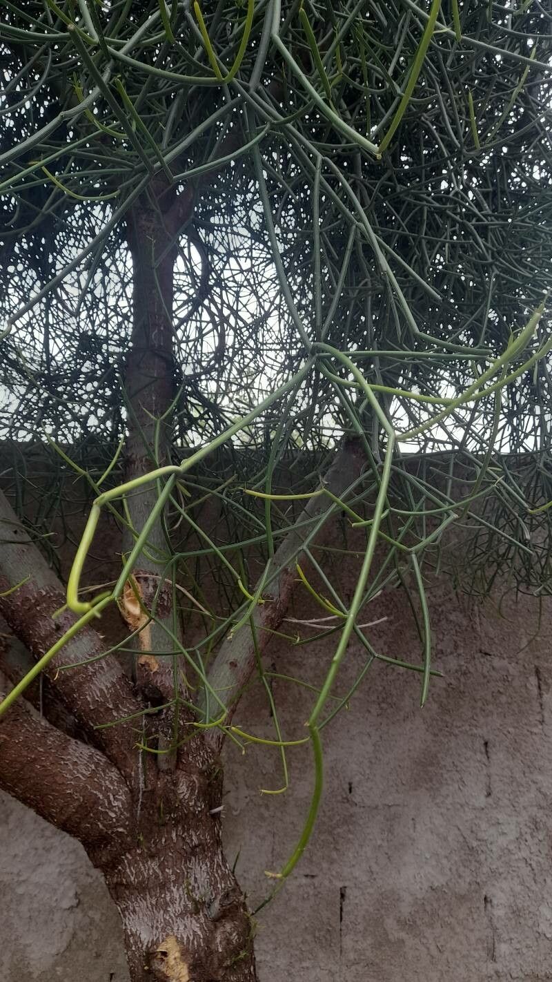 Euphorbia tirucalli Baum