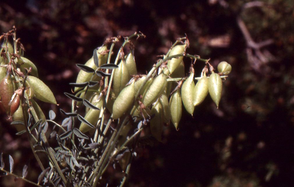 Taken Aug 16, 2010 by Tela Botanica − Liliane Roubaudi (cc-by-sa)