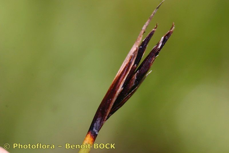 Taken Jul 15, 2005 by Photoflora - Benoit BOCK (©)