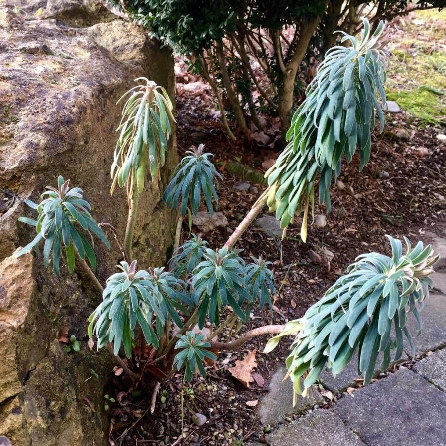 Mediterranean spurge