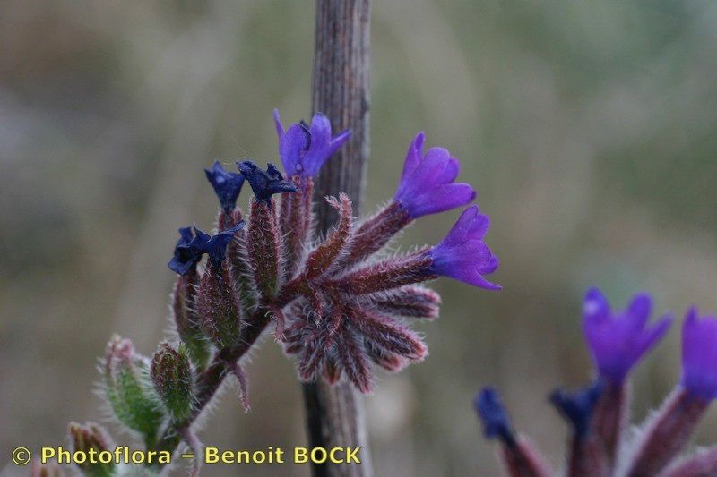 Taken May 15, 2006 by Photoflora - Benoit BOCK (©)