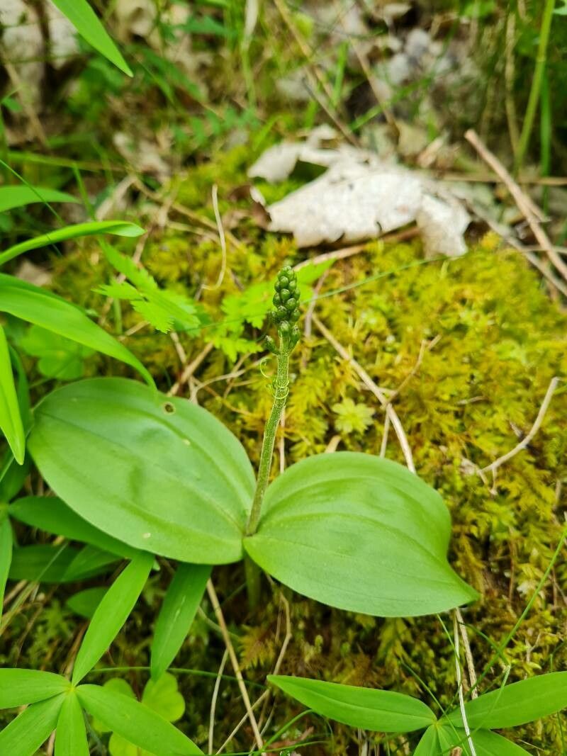 Common twayblade