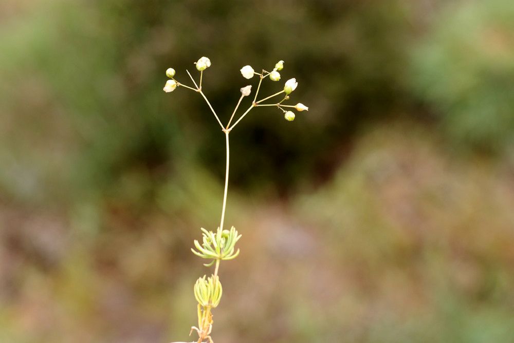 Taken May 10, 2010 by Tela Botanica − Liliane Roubaudi (cc-by-sa)